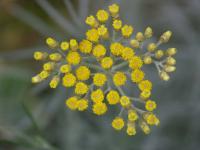 Helichrysum italicum (Siempreviva)