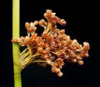 Juncus effusus