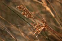 Juncus maritimus