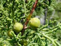 Juniperus phoenicea phoenicea (Sabina negra)