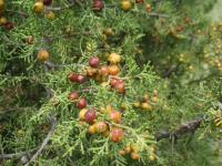 Juniperus phoenicea phoenicea (Sabina negra)
