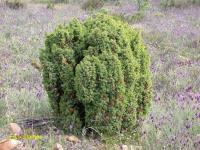 Juniperus sabina (Sabina rastrera)