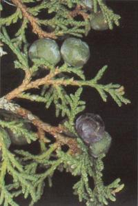 Juniperus thurifera (Sabina albar)