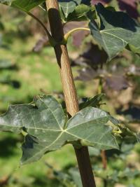 Acer campestre (Arce común, Acirón)