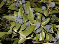 Myrtus communis "tarentina" (Mirto)