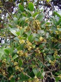Phillyrea latifolia (Labiérnago negro)