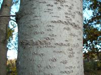 Populus tremula (Álamo temblón)