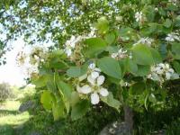 Pyrus bourgeana