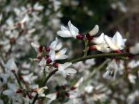 Retama monosperma (Retama blanca)