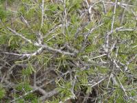 Rhamnus lyciodes lyciodes (El espino negro)