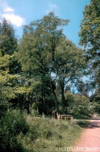 Robinia pseudoacacia "Bessoniana"