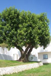 Ceratonia siliqua (Algarrobo, garrofero)