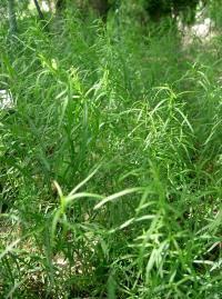 Artemisia dracunculus (Estragón)