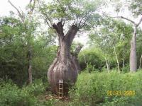 Chorisia speciosa (Chorisia, Árbol botella, Palo borracho)