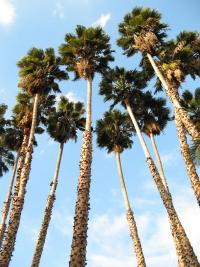 Washingtonia robusta (Palmera mexicana)