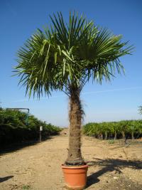 Trachycarpus fortunei (Palmera de Fortune, palmito elevado)