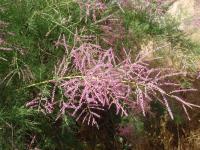 Tamarix canariensis (Taray de Canarias)