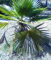 Trithrinax biflabellata (Carandilla, palmera de saó)