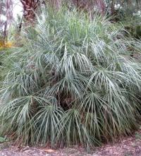 Trithrinax biflabellata (Carandilla, palmera de saó)