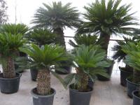 Cycas revoluta (Falsa palmera), en contenedor
