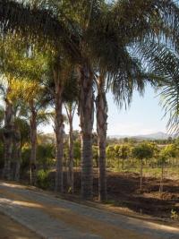 Syagrus romanzofianum (Palmera pindó, coco plumoso)