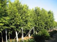 Ficus nítida (Laurel indio o de indias, Yucateco), en contenedor