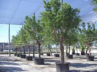 Ficus nítida (Laurel indio o de indias, Yucateco)