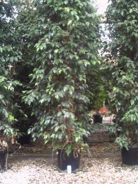 Ficus benjamina "Variegata", en contenedor. 3 metros de altura.