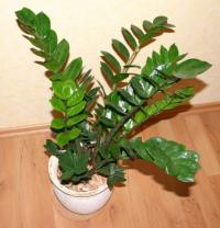 Zamioculcas zamioculcas