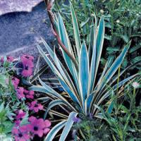 Yucca filamentosa "bright edge"