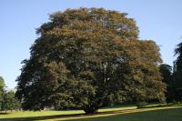 Acer pseudoplatanus atropurpureum (Arce sicómoro)