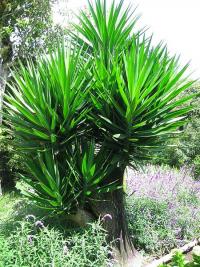 Yucca ramificada