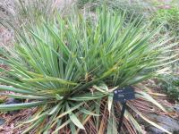 Yucca sp.