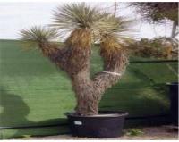 Yucca varias cabezas