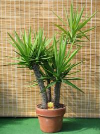 Yucca yucca