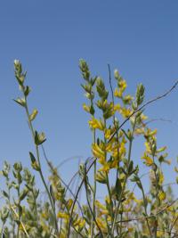 Anthyllis cytisoides (Albaida, monte blanco)