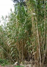 Phragmites australis (Carrizo, caña de río), la caña de río en su hábitat natural