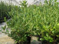 Pittosporum tobira (Pitosporo del Japón)