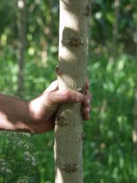 Populus nigra (Álamo negro)