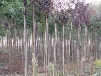 Prunus pisardii