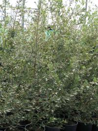 Quercus faginea (Quejigo)
