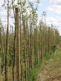 Robinia pseudoacacia (Falsa acacia)