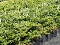 Abies koreana