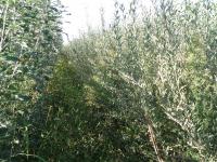 Salix atrocinerea (Sarga negra)
