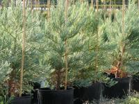 Sequoiadendron giganteum (Sequoya gigante)