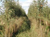 Sorbus aucuparia (Serbal de los cazadores)