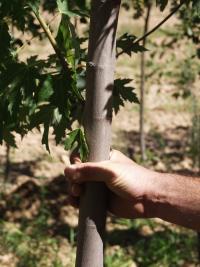 Acer saccharinum (Arce plateado, Arce de azúcar, Arce de Florida)