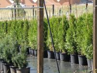 Thuja occidentalis esmeralda