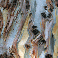 Eucalyptus camaldulensis (Eucalipto rojo)