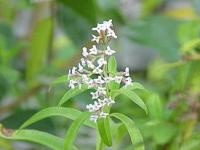 Lippia triphila